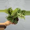 plant/4” Maranta ‘Leuconeura’ - “Prayer Plant “-1-thumbnail