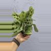 plant/4” Maranta ‘Leuconeura’ - “Prayer Plant “-5-thumbnail