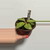 plant/Painted Lady Philodendron-0-thumbnail