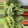 plant/4” Maranta ‘Leuconeura’ - “Prayer Plant “-6-thumbnail