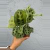 plant/4” Maranta ‘Leuconeura’ - “Prayer Plant “-0-thumbnail