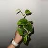 plant/Scindapsus Jade Satin Mint Variegated-0-thumbnail