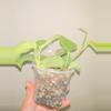 plant/Scindapsus Jade Satin Mint Variegated-2-thumbnail