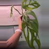 plant/Monstera Esqueleto 4” pot growers choice-0-thumbnail