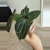plant/Michelle-3-thumbnail