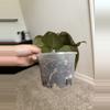 plant/Michelle-5-thumbnail