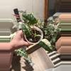 plant/Alocasia Freydek variegated-0-thumbnail
