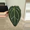 plant/Michelle-1-thumbnail