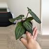 plant/Michelle-2-thumbnail