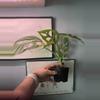 plant/Monstera Esqueleto 4” pot growers choice-1-thumbnail