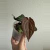 plant/Michelle-0-thumbnail