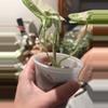 plant/Alocasia Freydek variegated-1-thumbnail