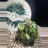 plant/Begonia Kingiana-0-thumbnail