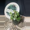plant/Begonia Kingiana-2-thumbnail