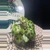 plant/Begonia Kingiana-1-thumbnail