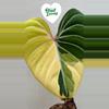 plant/Hold until 10/6-0-thumbnail