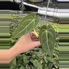 plant/Seed grown Anthurium papillilaminum x forgetii starter plant growers choice-1-thumbnail