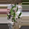 plant/Hoya Carnosa Krimson Queen (sellers choice)-4-thumbnail