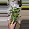 plant/Hoya Carnosa Krimson Queen (sellers choice)-2-thumbnail