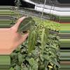 plant/Seed grown Anthurium papillilaminum x forgetii starter plant growers choice-5-thumbnail
