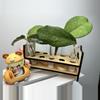 plant/🌸HOYA PROP DISPLAY (holds 10 prop tubes)-0-thumbnail