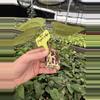 plant/Seed grown Anthurium papillilaminum x forgetii starter plant growers choice-6-thumbnail