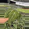 plant/Seed grown Anthurium papillilaminum x forgetii starter plant growers choice-3-thumbnail