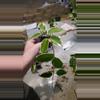 plant/Hoya Carnosa Krimson Queen (sellers choice)-3-thumbnail