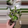 plant/Hoya Carnosa Krimson Queen (sellers choice)-1-thumbnail