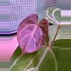 plant/A. Red Mag x Angel Dreams #2-0-thumbnail