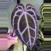 plant/A. King of Crystallinum #2-4-thumbnail