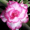 plant/Adenium Good Luck-0-thumbnail