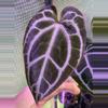 plant/A. King of Crystallinum #2-2-thumbnail