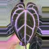 plant/A. King of Crystallinum #2-3-thumbnail