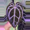 plant/A. King of Crystallinum #2-0-thumbnail