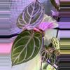 plant/A. Red Mag x Angel Dreams #2-6-thumbnail