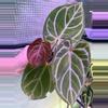 plant/A. Red Mag x Angel Dreams #2-1-thumbnail