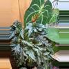 plant/Begonia Angel Wing?? *Rooted in moss-4-thumbnail