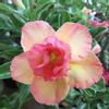 plant/Adenium Peach-0-thumbnail