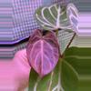 plant/A. Red Mag x Angel Dreams #2-7-thumbnail