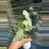 plant/Syngonium milk confetti tricolor-1-thumbnail