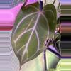 plant/A. Red Mag x Angel Dreams #2-8-thumbnail