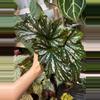 plant/Begonia Angel Wing?? *Rooted in moss-0-thumbnail