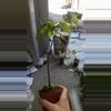 plant/Magic "Lucky" Bean Tree Sellers choice-1-thumbnail