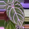 plant/A. Red Mag x Angel Dreams #2-3-thumbnail