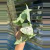 plant/Syngonium milk confetti tricolor-0-thumbnail