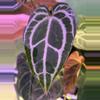 plant/A. King of Crystallinum #2-7-thumbnail