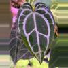 plant/A. King of Crystallinum #2-6-thumbnail