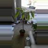 plant/Magic "Lucky" Bean Tree Sellers choice-0-thumbnail