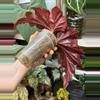 plant/Begonia Angel Wing?? *Rooted in moss-3-thumbnail